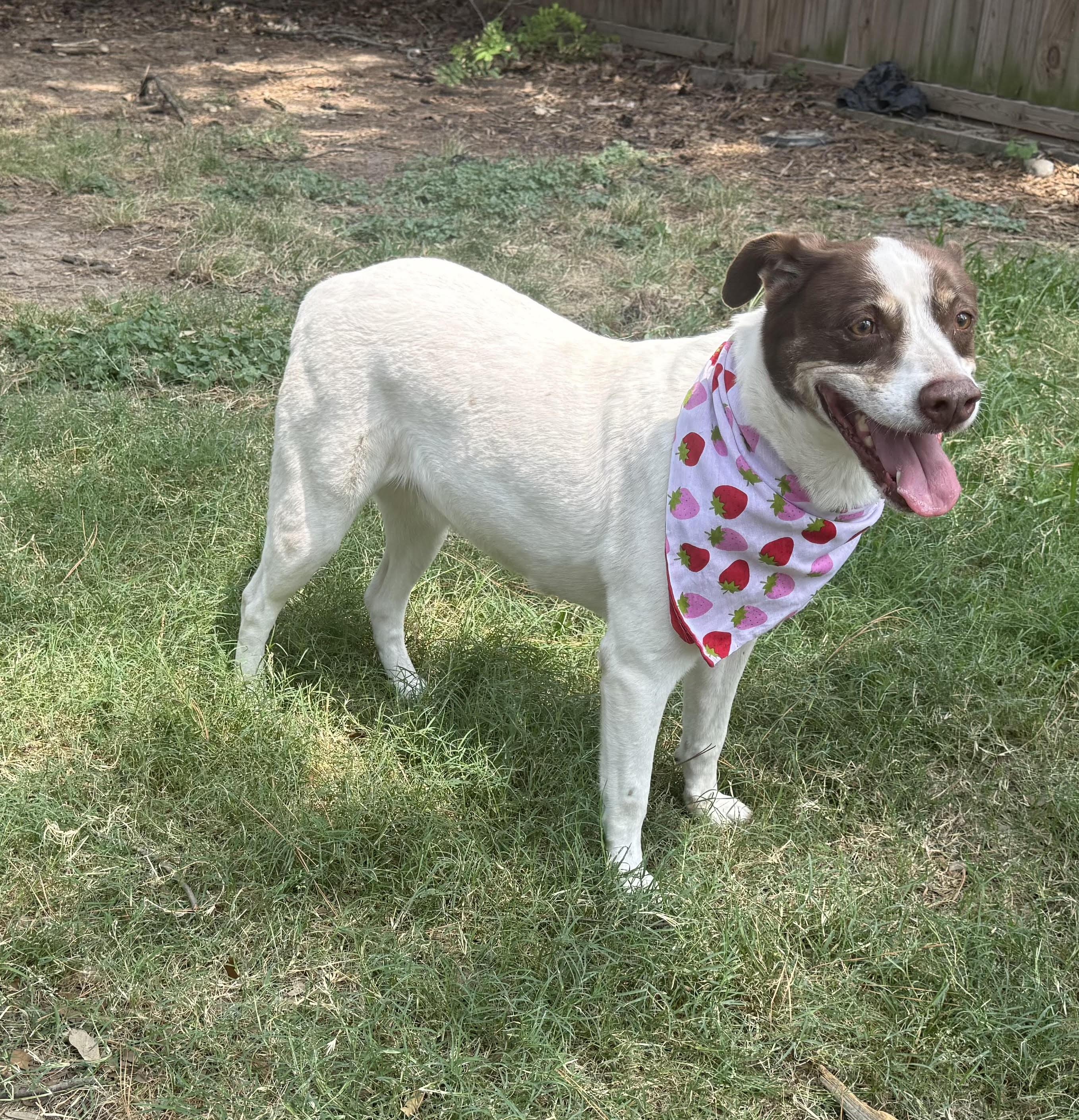 Enlarge Princess, a Adoptable mixed breed in Liverpool, TX image 2/6