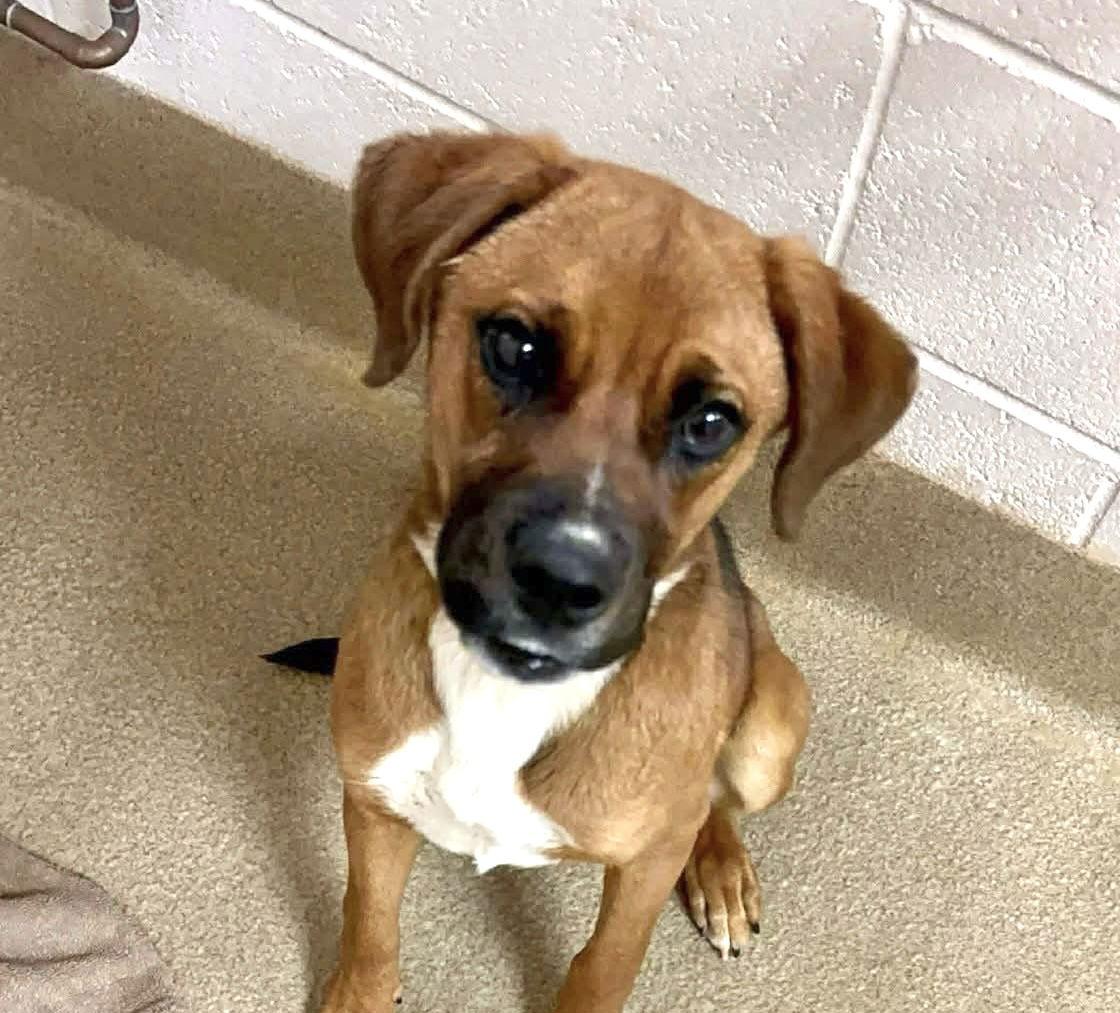 Maple, Adopted, Young Female Boxer.