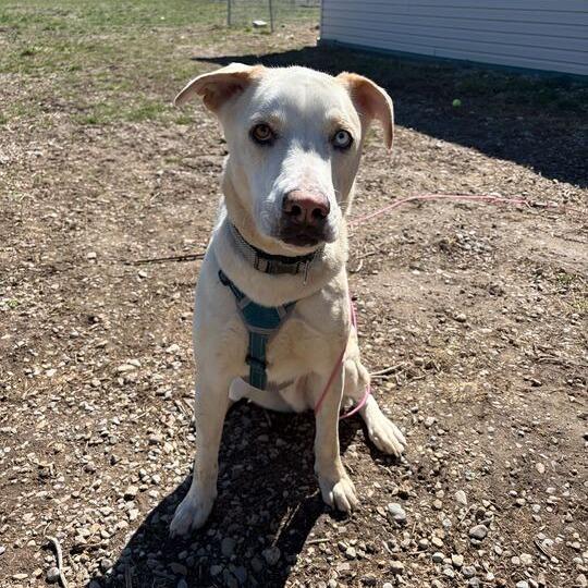 Theo, a Adoptable mixed breed in Driggs, ID image 1/6