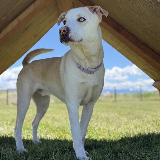 Theo, a Adoptable mixed breed in Driggs, ID image 2/6