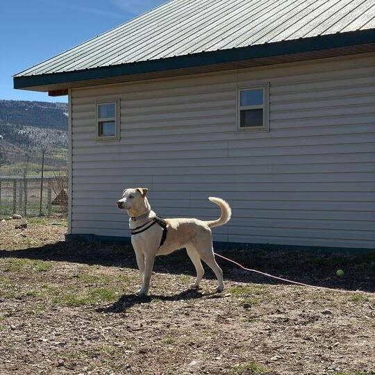 Theo, a Adoptable mixed breed in Driggs, ID image 2/6