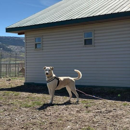Enlarge Theo, a Adoptable mixed breed in Driggs, ID image 5/6