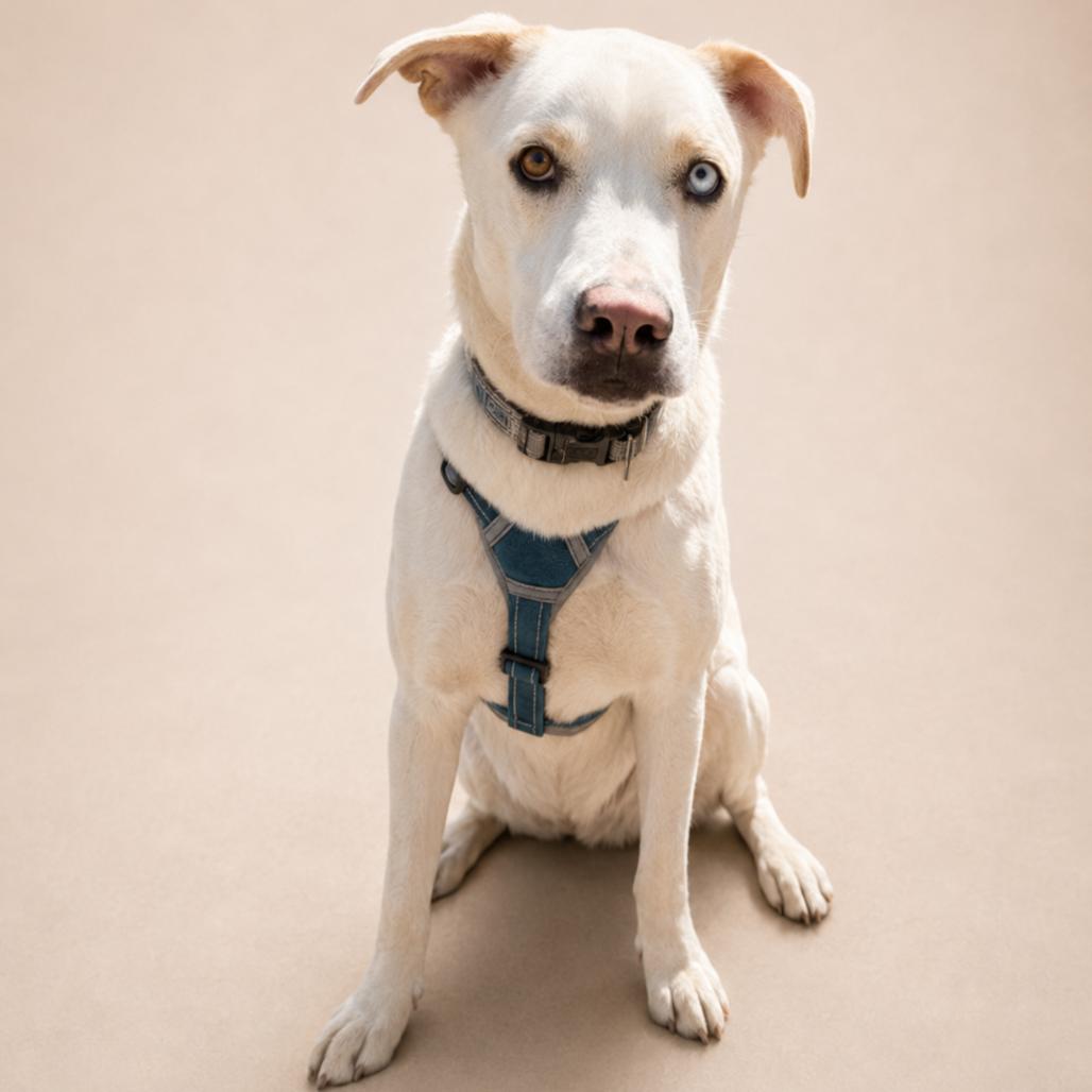 Theo, a Adoptable mixed breed in Driggs, ID image 5/6