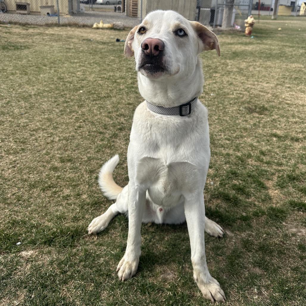 Theo, a Adoptable mixed breed in Driggs, ID image 6/6