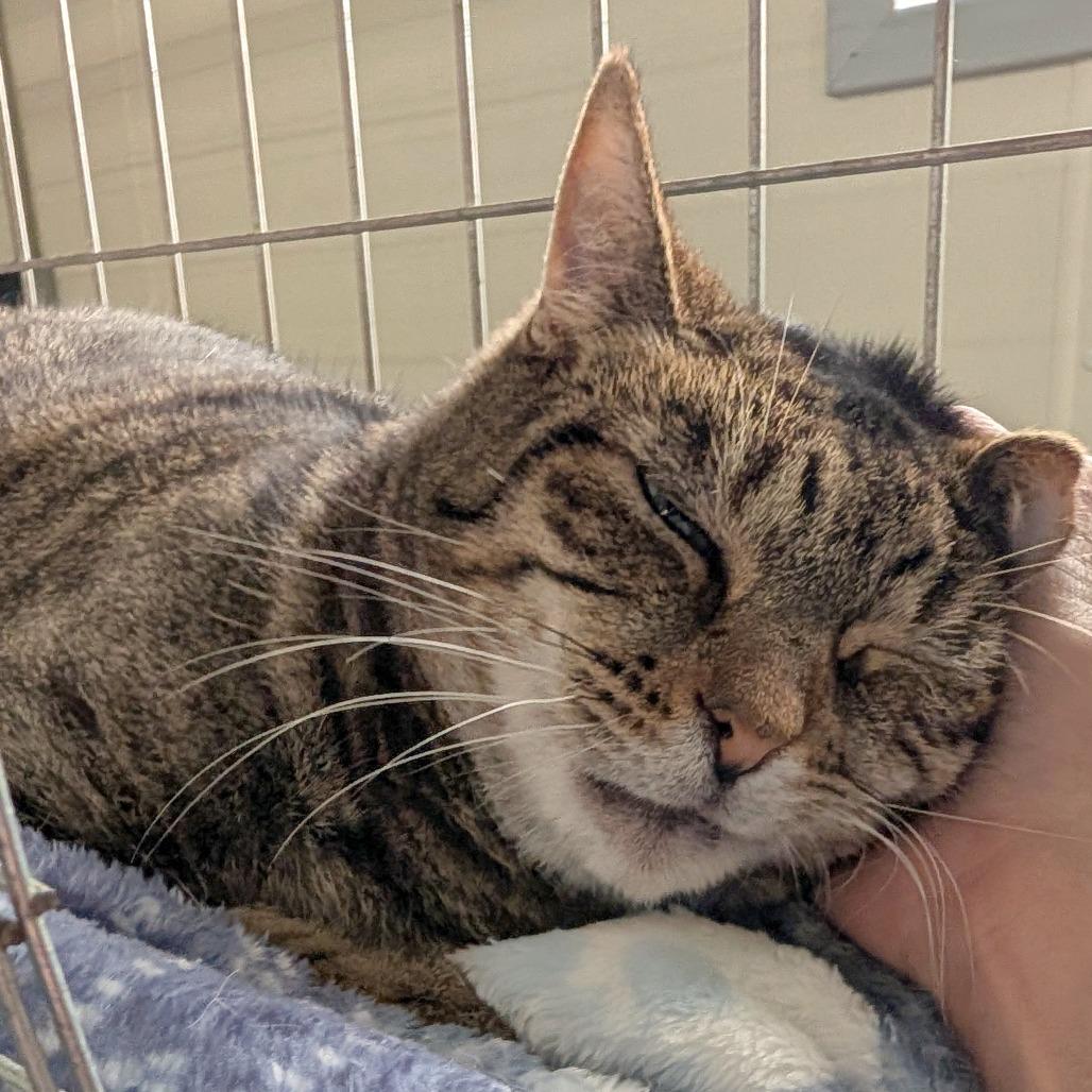 Enlarge Marie, a Adoptable Domestic Short Hair in East Smithfield , PA image 1/6