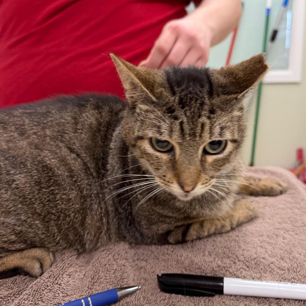 Marie, Adoptable, Adult Female Domestic Short Hair.