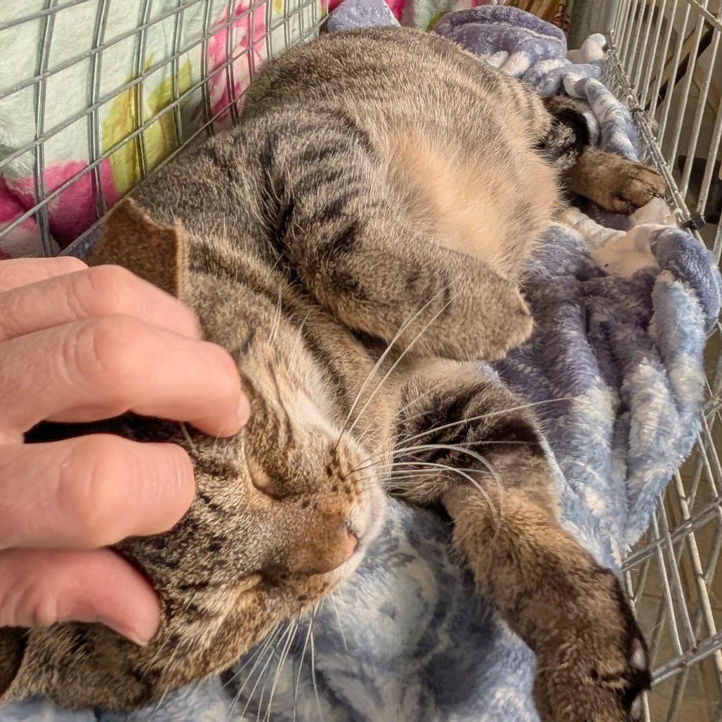 Enlarge Marie, a Adoptable Domestic Short Hair in East Smithfield , PA image 2/6