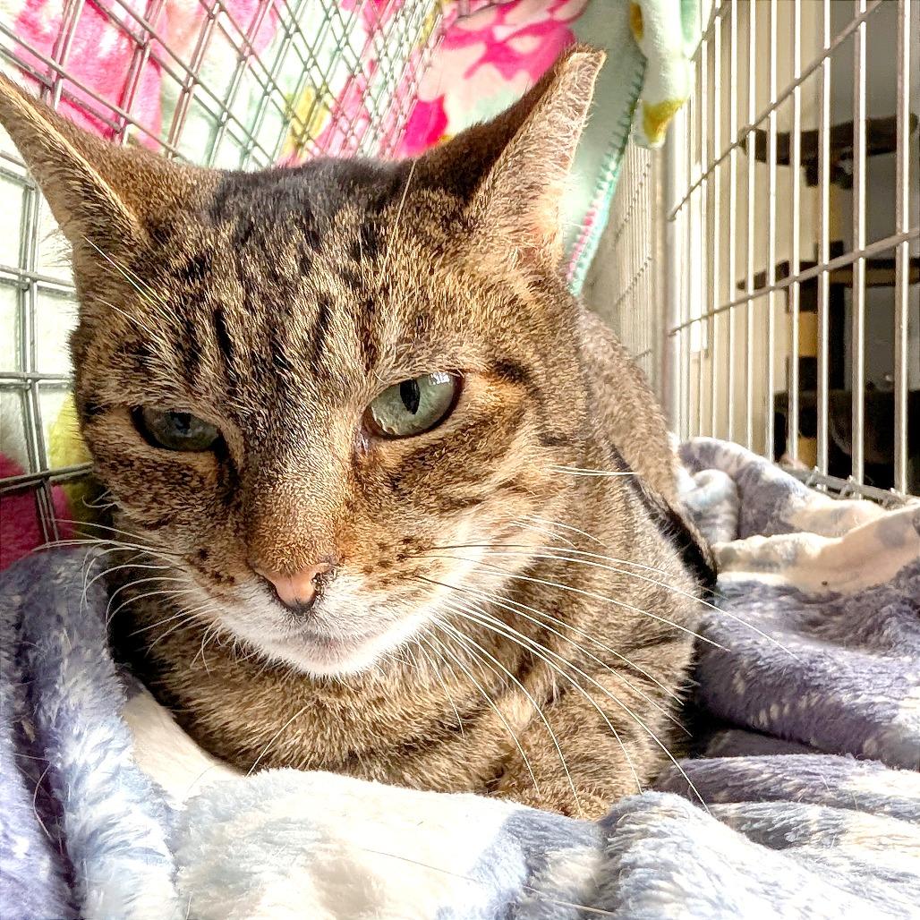 Marie, a Adoptable Domestic Short Hair in East Smithfield , PA image 2/5