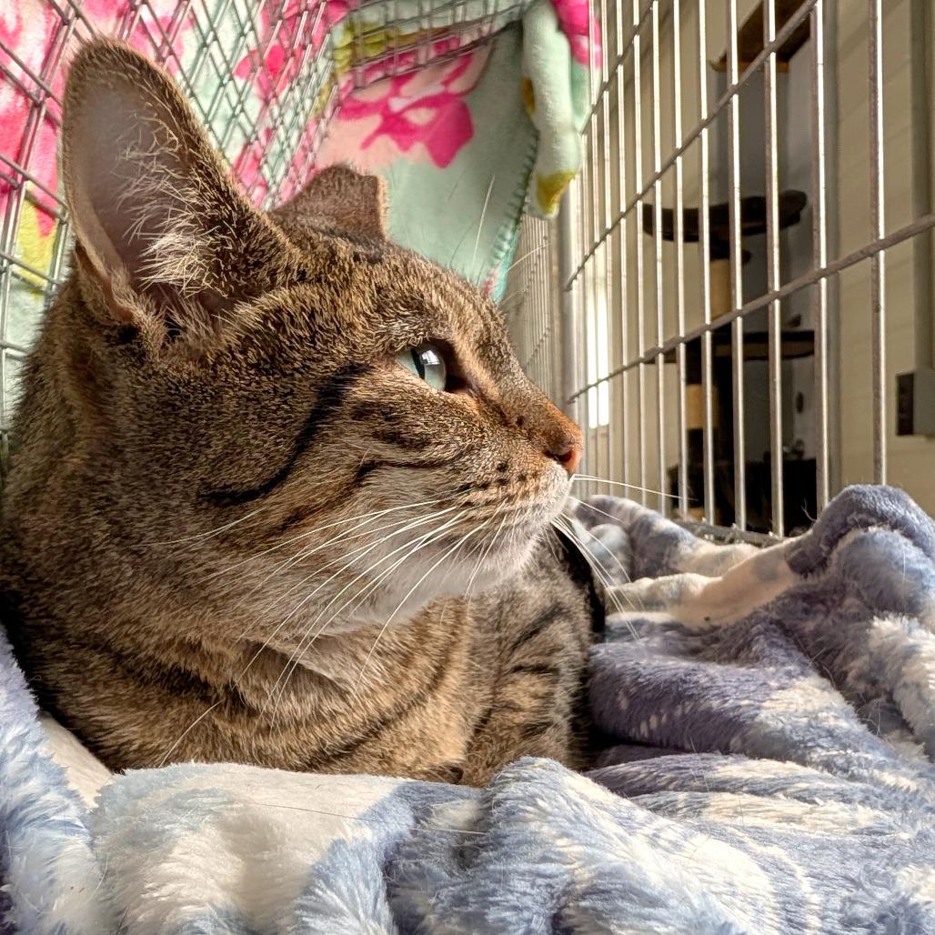 Marie, a Adoptable Domestic Short Hair in East Smithfield , PA image 3/5