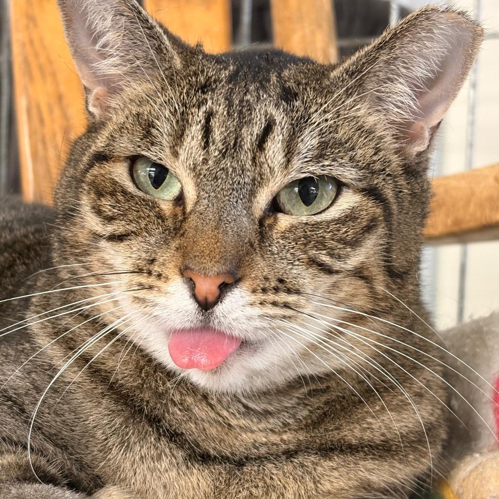 Enlarge Marie, a Adoptable Domestic Short Hair in East Smithfield , PA image 4/6