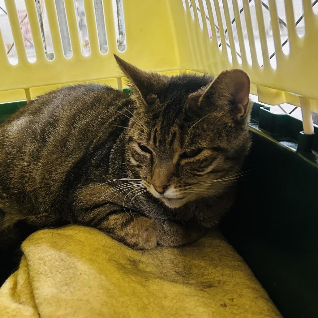 Marie, a Adoptable Domestic Short Hair in East Smithfield , PA image 4/5