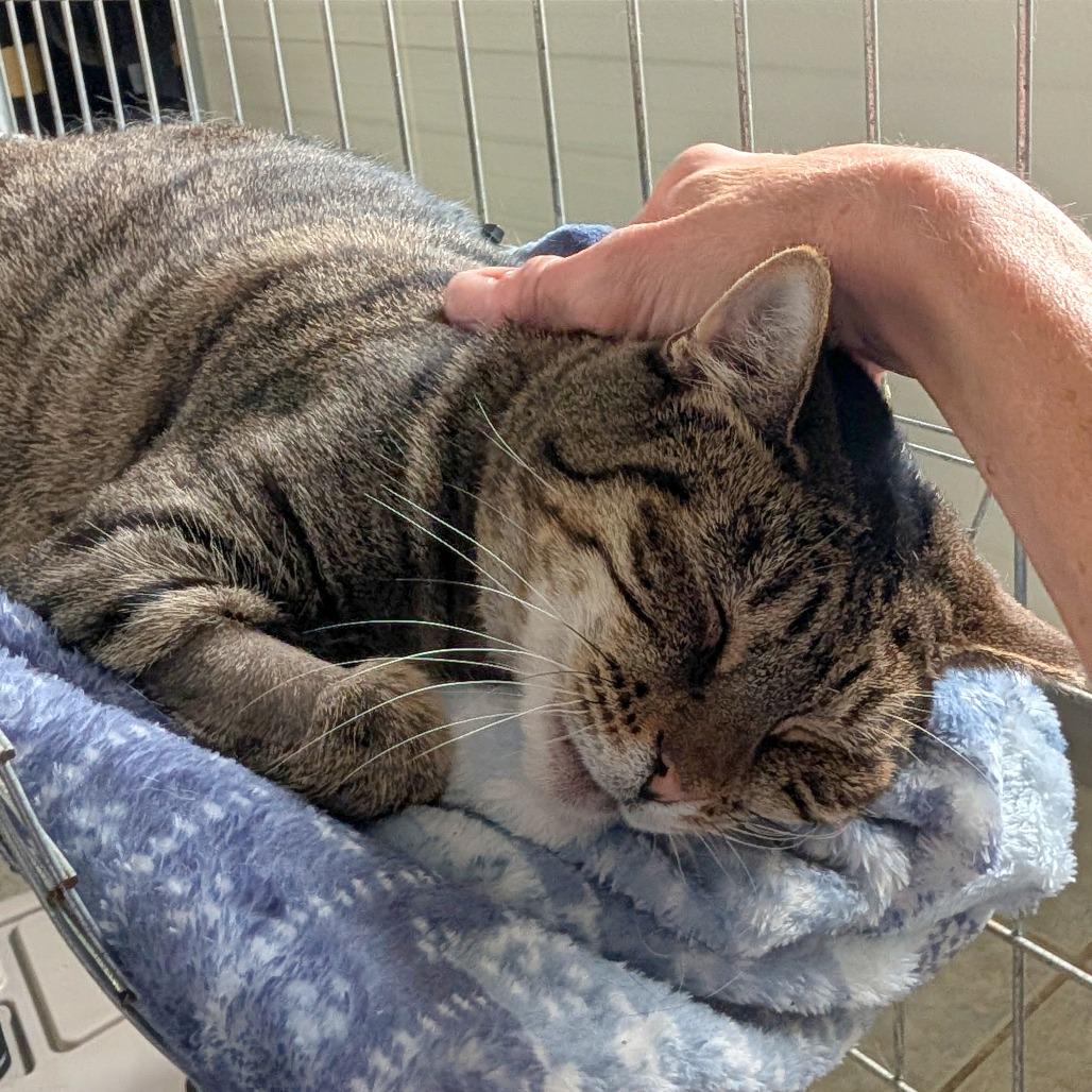 Enlarge Marie, a Adoptable Domestic Short Hair in East Smithfield , PA image 5/6