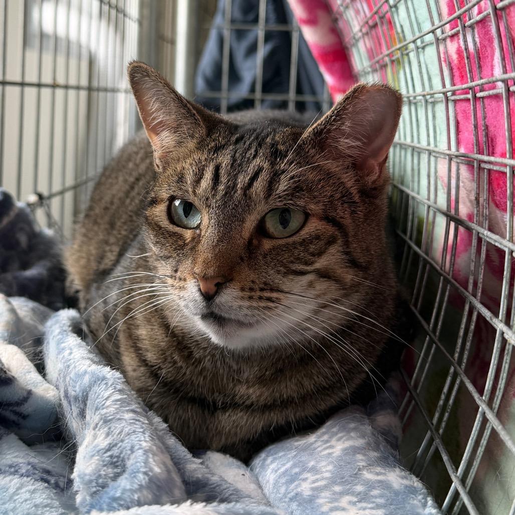 Marie, a Adoptable Domestic Short Hair in East Smithfield , PA image 5/5