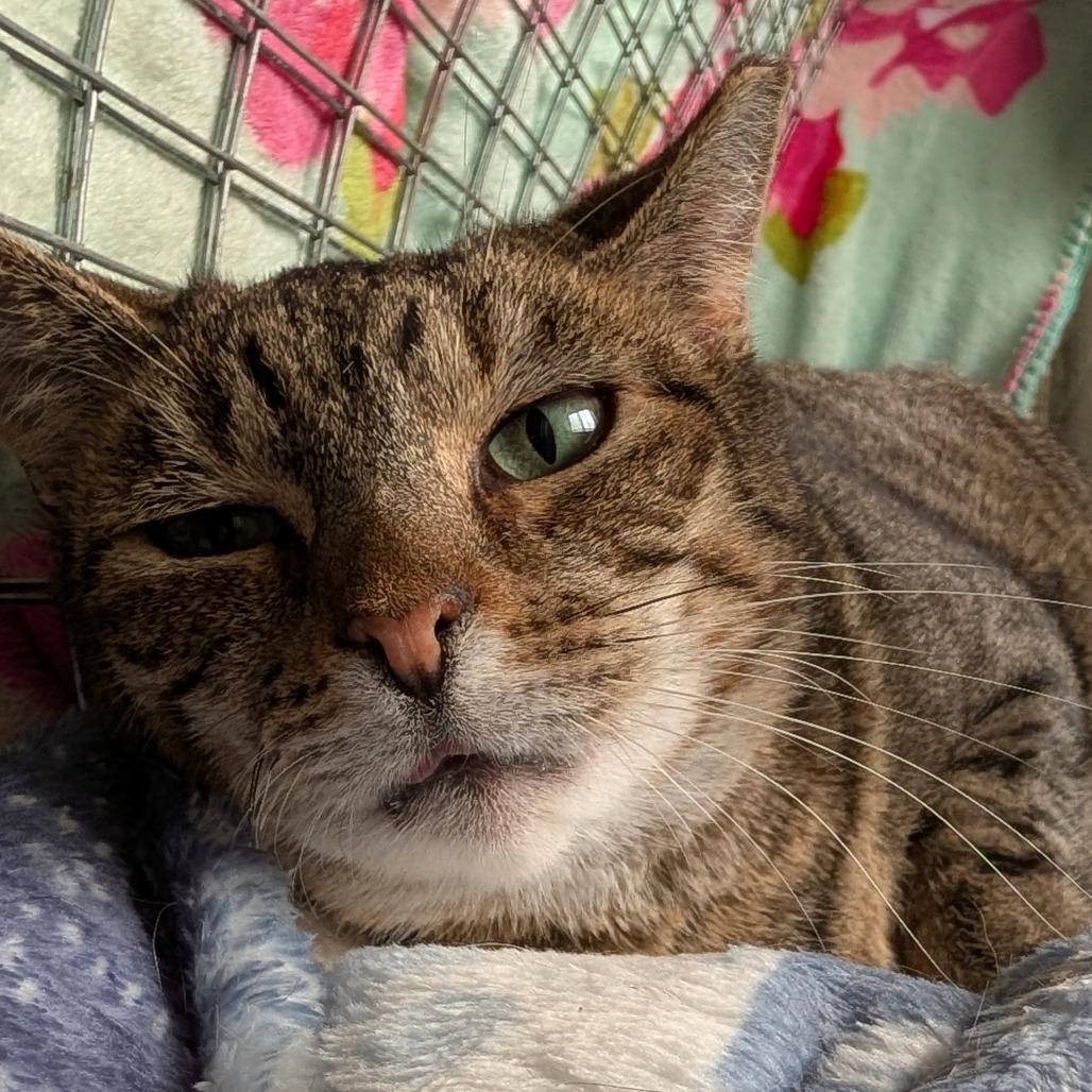 Enlarge Marie, a Adoptable Domestic Short Hair in East Smithfield , PA image 6/6
