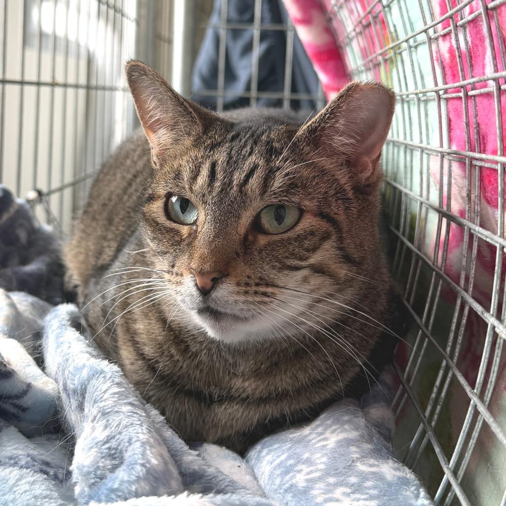 Marie, a Adoptable Domestic Short Hair in East Smithfield , PA image 5/5