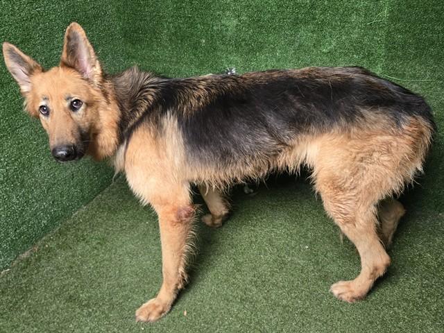 CHRIS, Adoptable, Adult Male German Shepherd Dog.