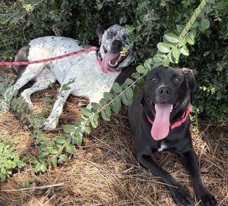 Enlarge Catahoula dalmatian, a Adoptable Catahoula Leopard Dog in Mount Laurel, NJ image 3/3