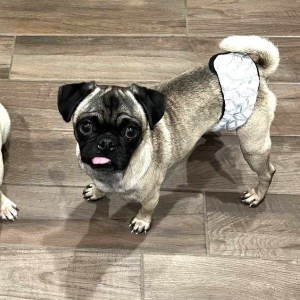 Enlarge Caleb, a Adoptable Pug in Alvin, TX image 1/1