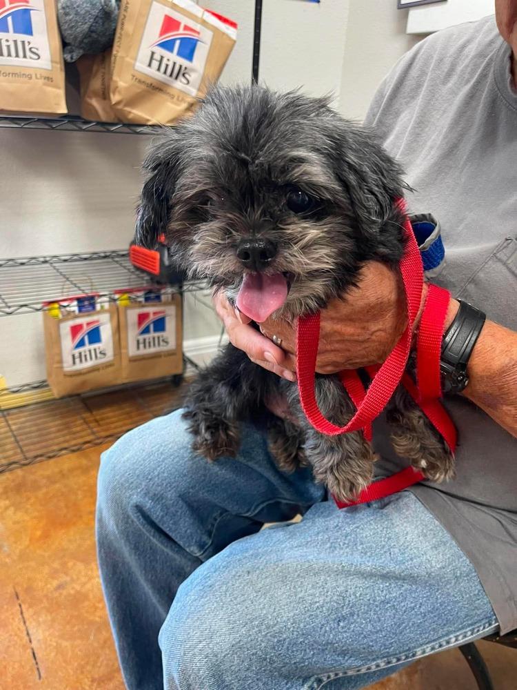 Rusty, adopted, Senior Male Shih Tzu.