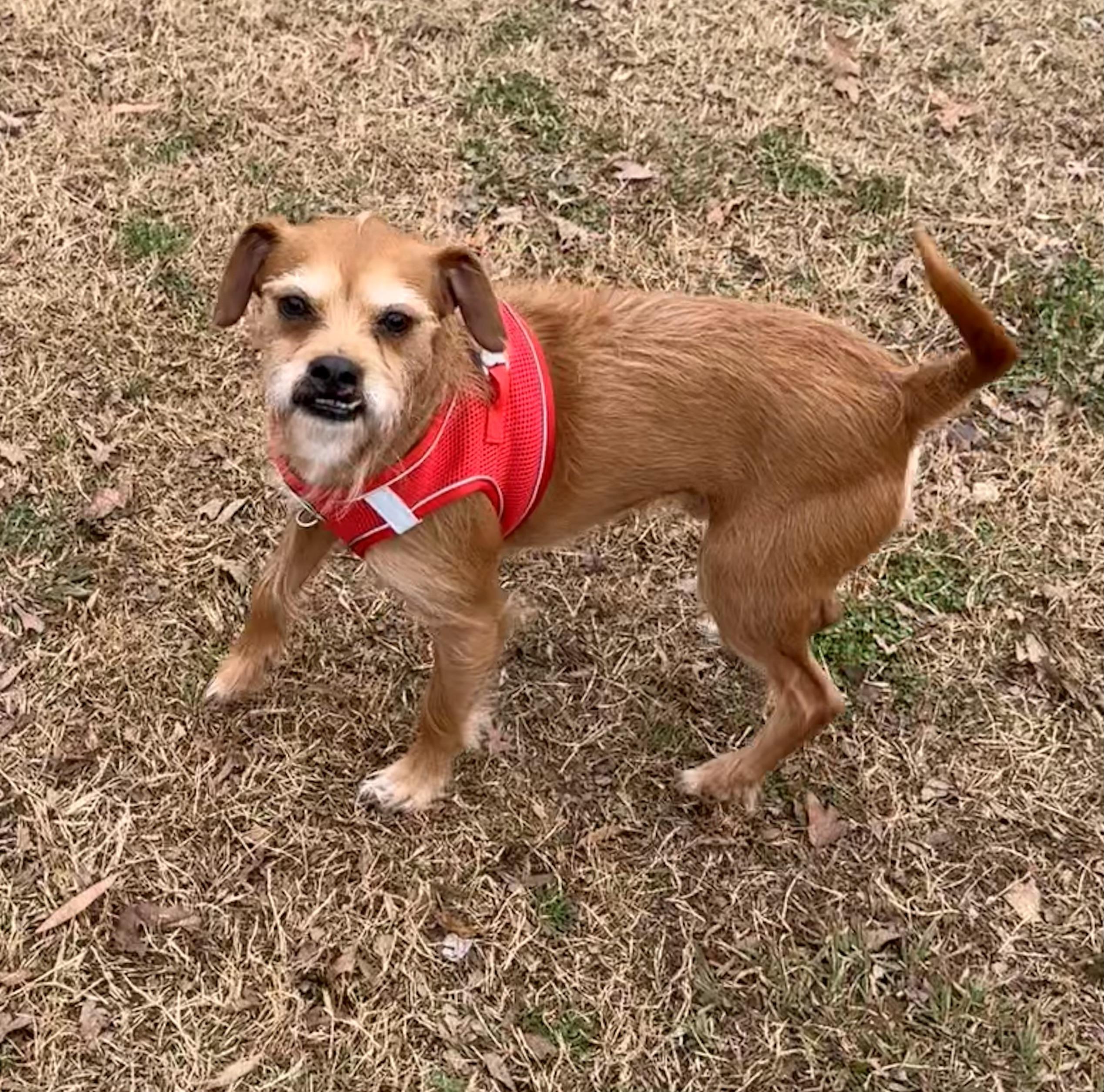 Enlarge Teddy, a ADOPTABLE mixed breed in Charlotte, NC image 2/6