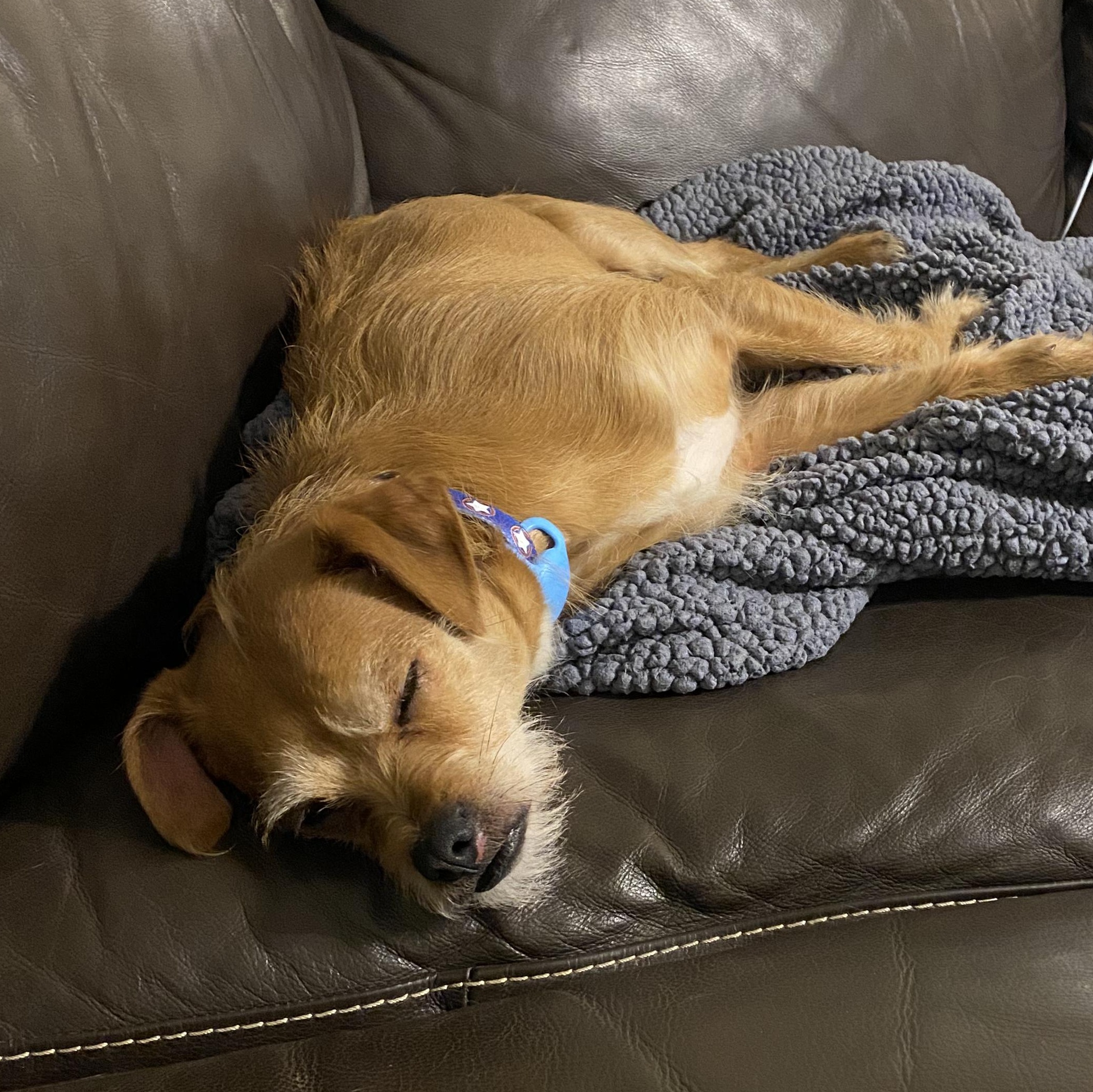 Enlarge Teddy, a ADOPTABLE mixed breed in Charlotte, NC image 6/6