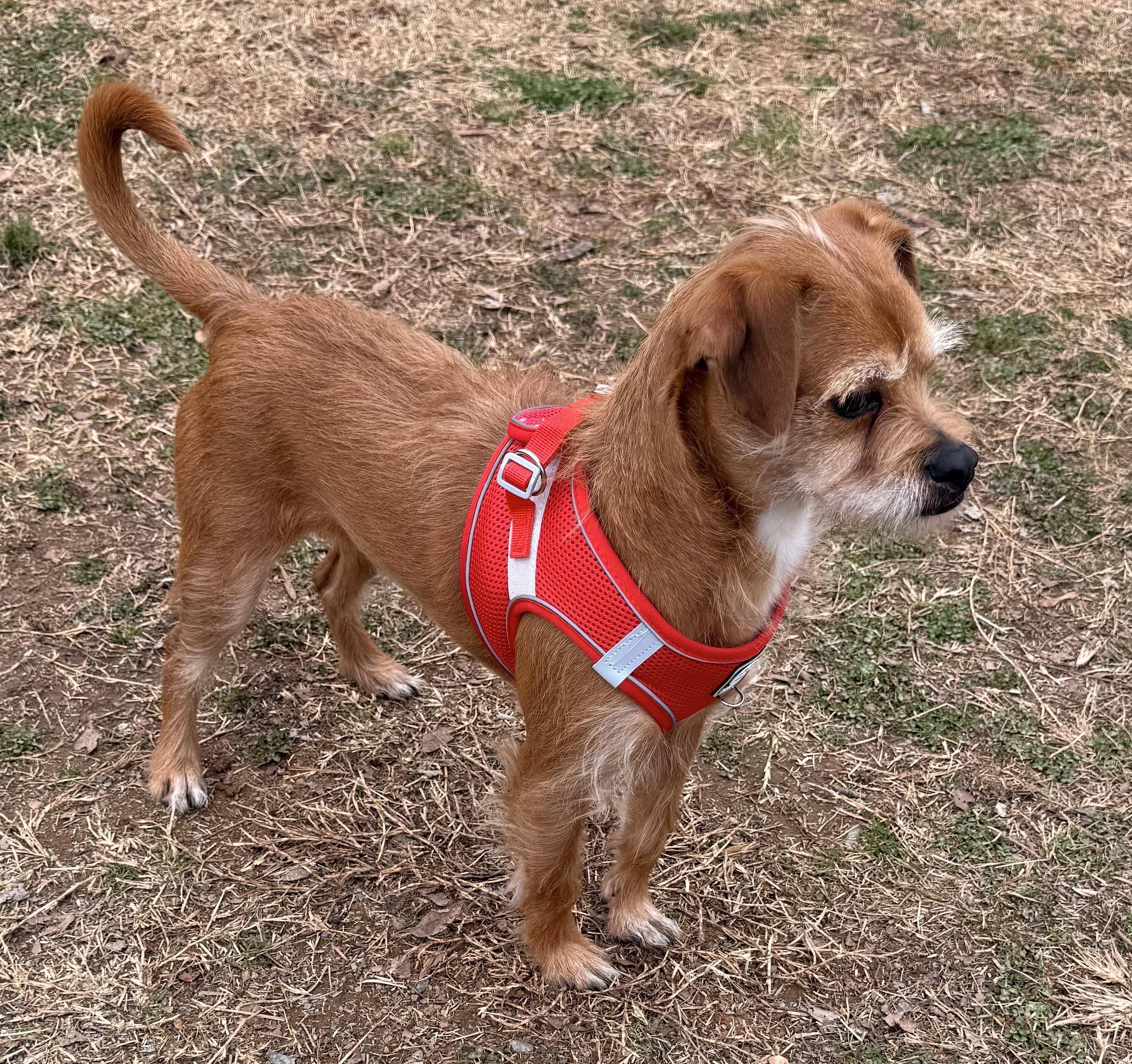 Enlarge Teddy, a ADOPTABLE mixed breed in Charlotte, NC image 4/6