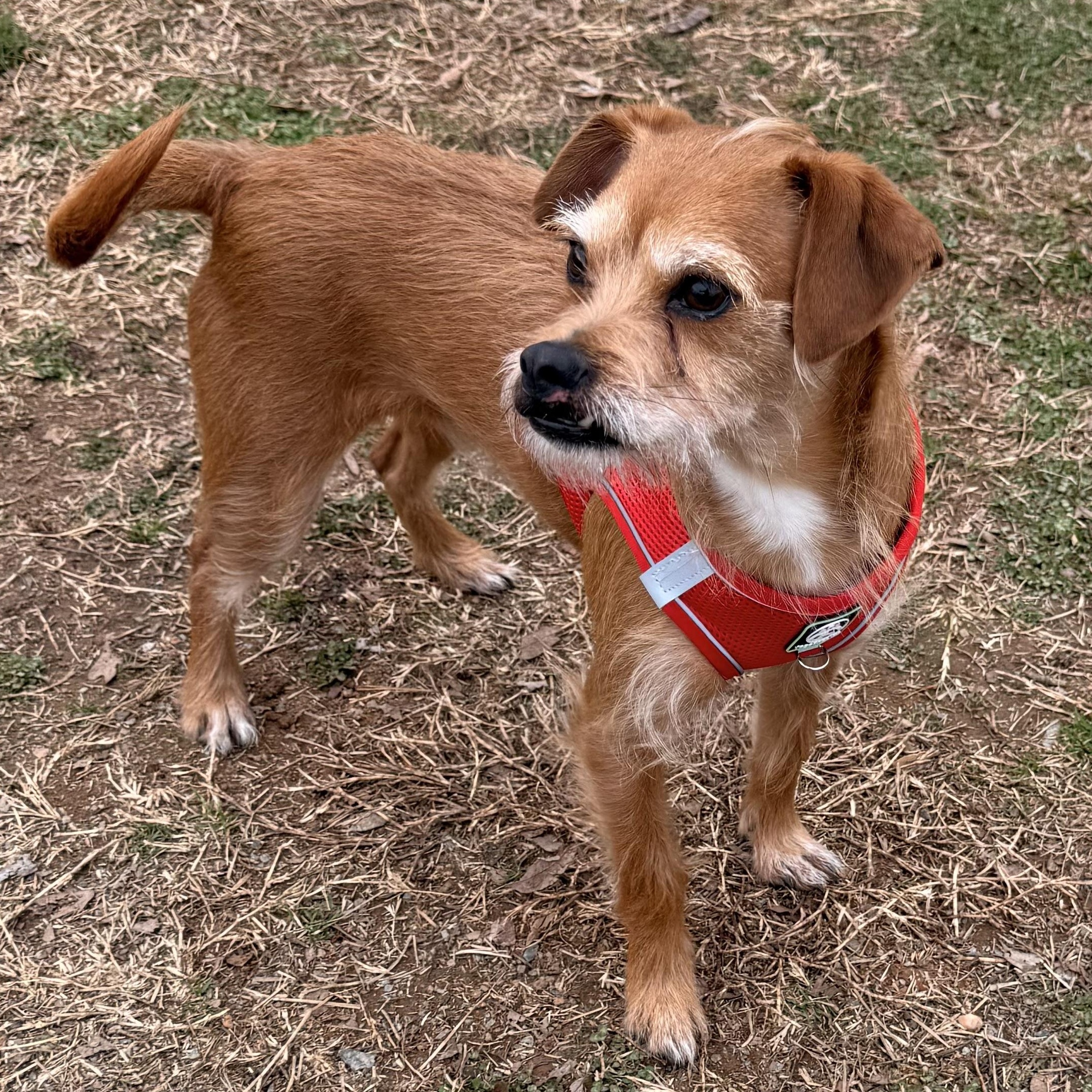 Enlarge Teddy, a ADOPTABLE mixed breed in Charlotte, NC image 1/6