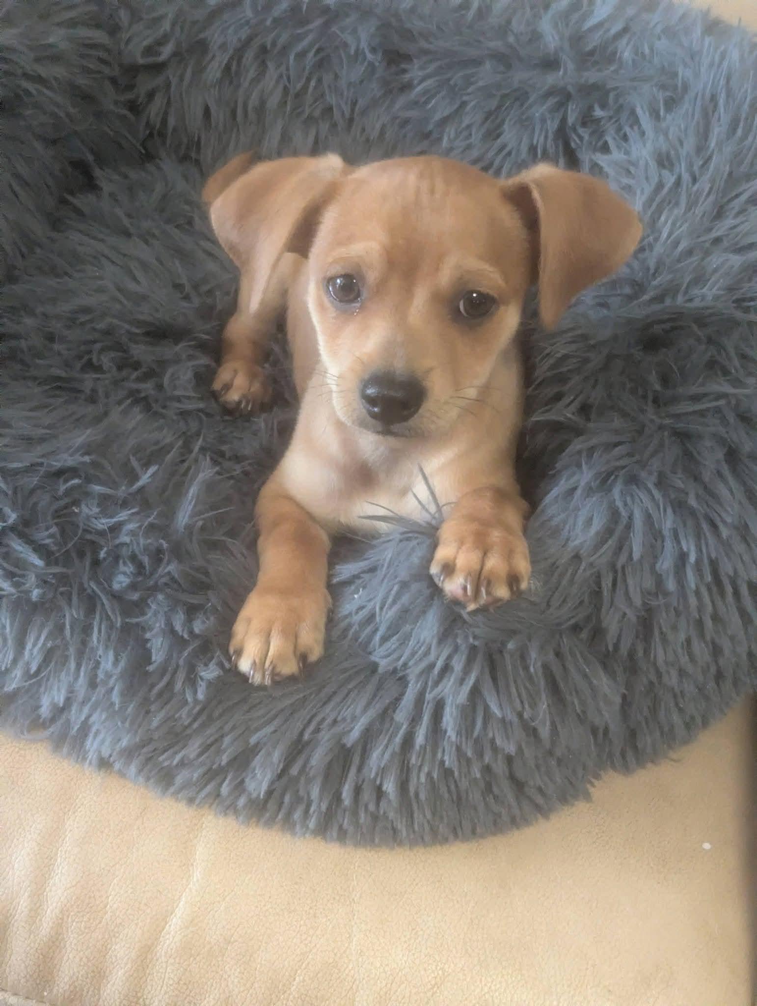 Marlon Jackson , a ADOPTABLE mixed breed in Oakland, CA image 1/6