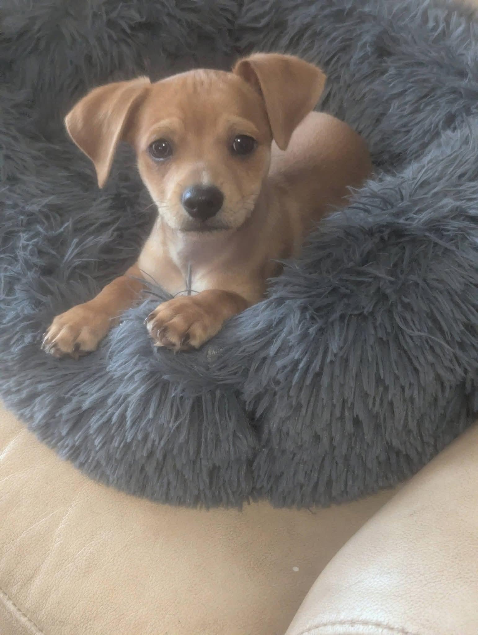 Marlon Jackson , a ADOPTABLE mixed breed in Oakland, CA image 2/6