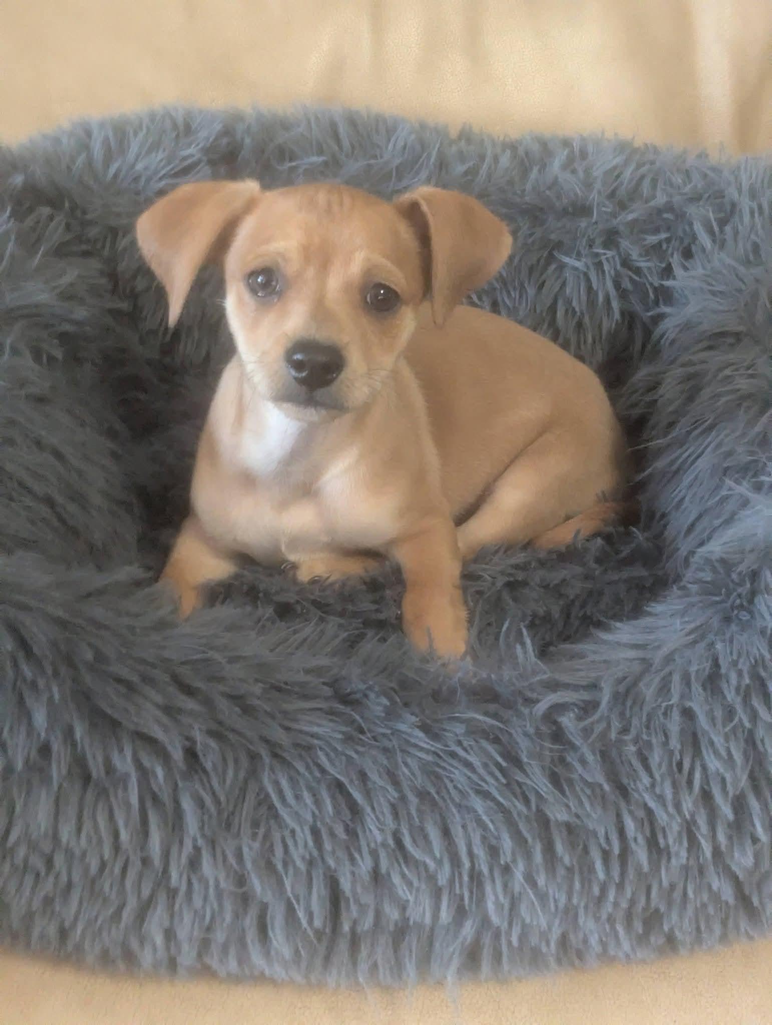 Marlon Jackson , a ADOPTABLE mixed breed in Oakland, CA image 6/6