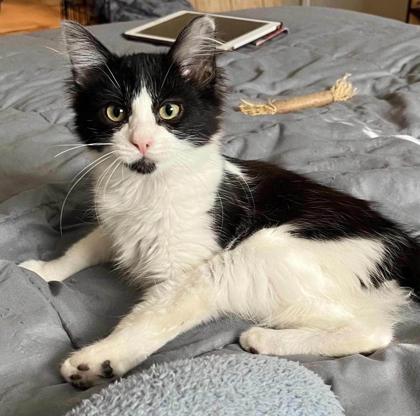 Lily, Adoptable, Adult Female Tuxedo & Domestic Medium Hair.