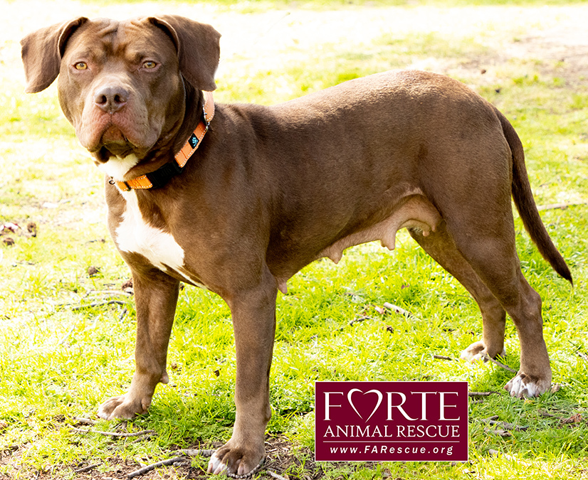 Frida, Adoptable, Young Female American Staffordshire Terrier.