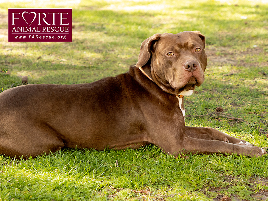 Frida, a Adoptable American Staffordshire Terrier in Marina Del Rey, CA image 2/6