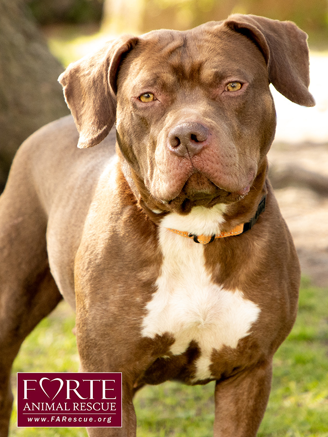 Frida, a Adoptable American Staffordshire Terrier in Marina Del Rey, CA image 3/6