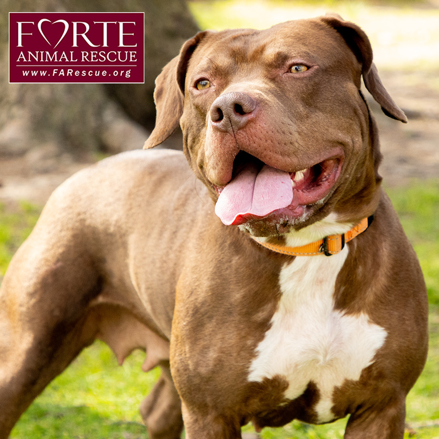 Frida, a Adoptable American Staffordshire Terrier in Marina Del Rey, CA image 4/6