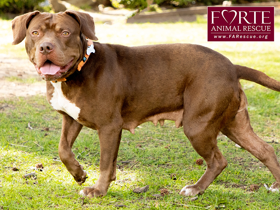 Frida, a Adoptable American Staffordshire Terrier in Marina Del Rey, CA image 5/6