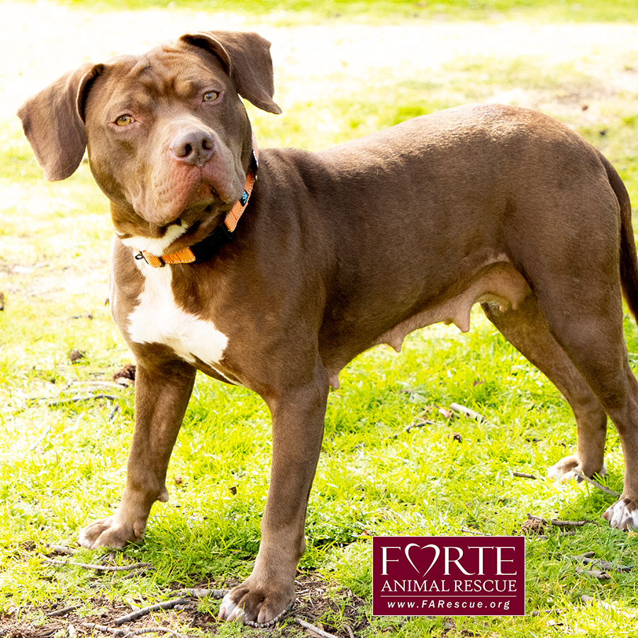 Frida, a Adoptable American Staffordshire Terrier in Marina Del Rey, CA image 6/6