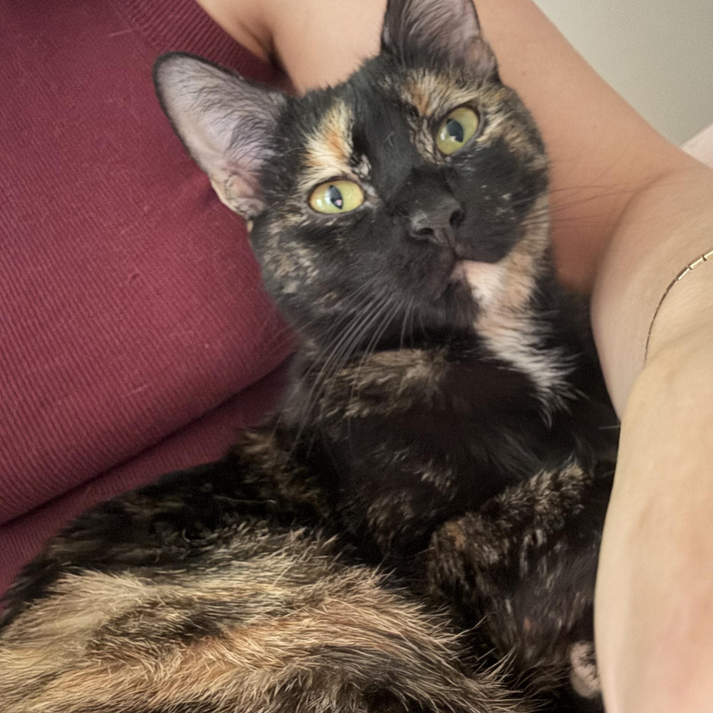 Thai, a ADOPTABLE Domestic Short Hair in Seneca, SC image 1/4