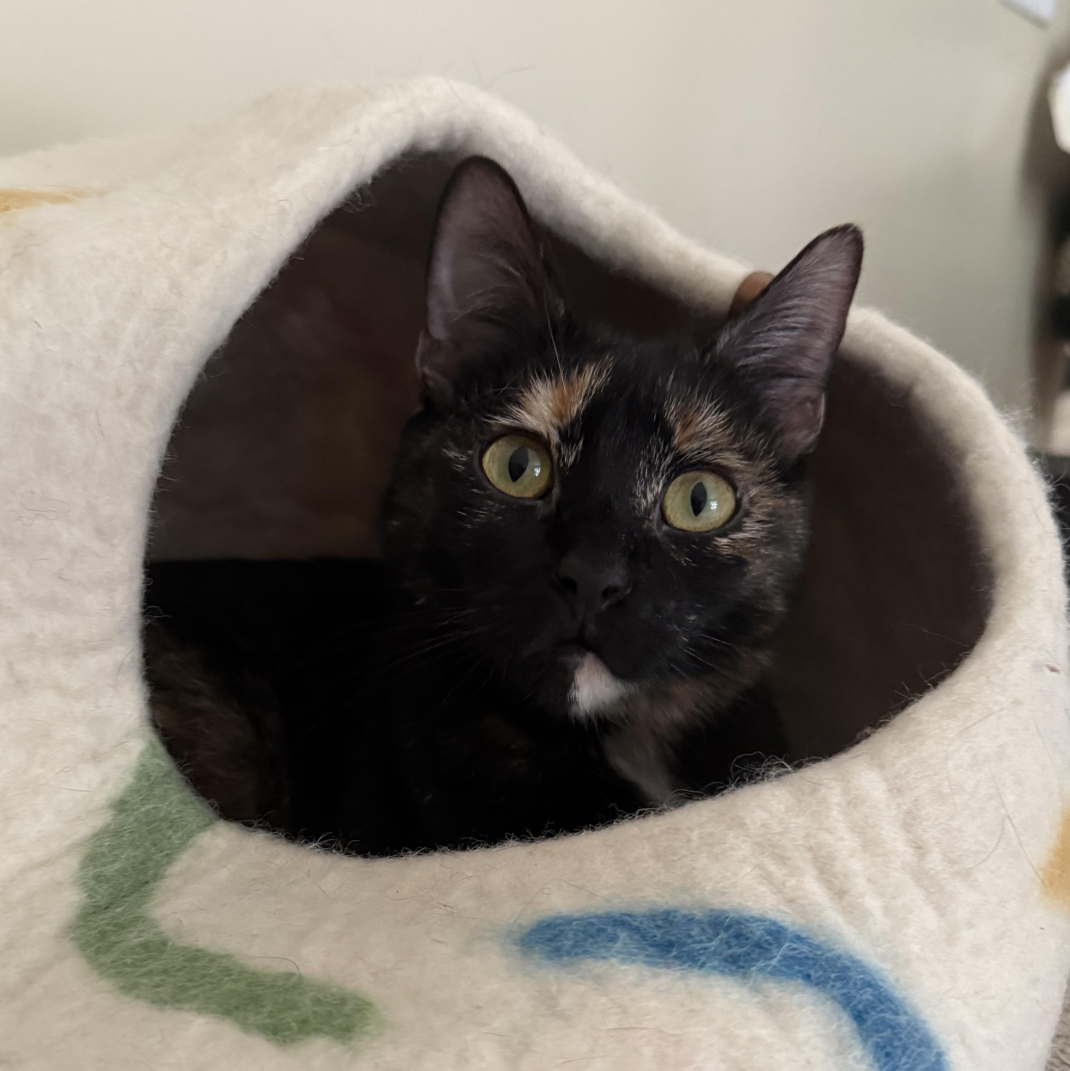 Thai, a ADOPTABLE Domestic Short Hair in Seneca, SC image 2/4