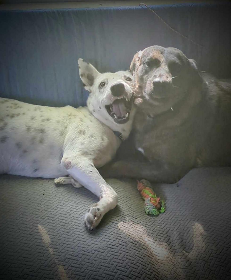 Pongo photo 5
