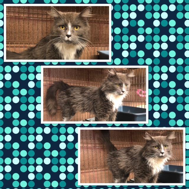 TITAN, ADOPTABLE, Adult Male Domestic Long Hair.