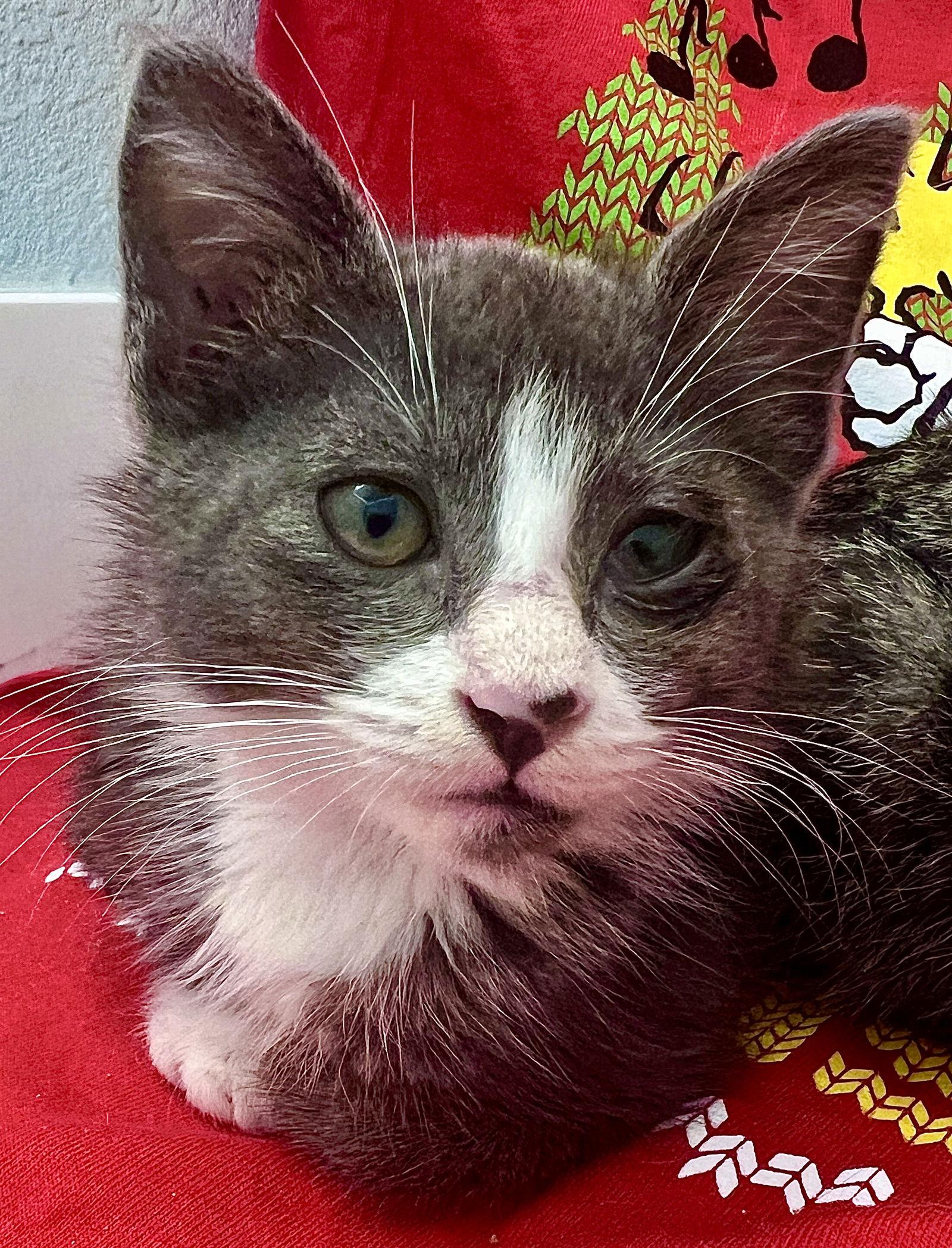 Bubblegum, a Adoptable Tuxedo in Orlando, FL image 1/3