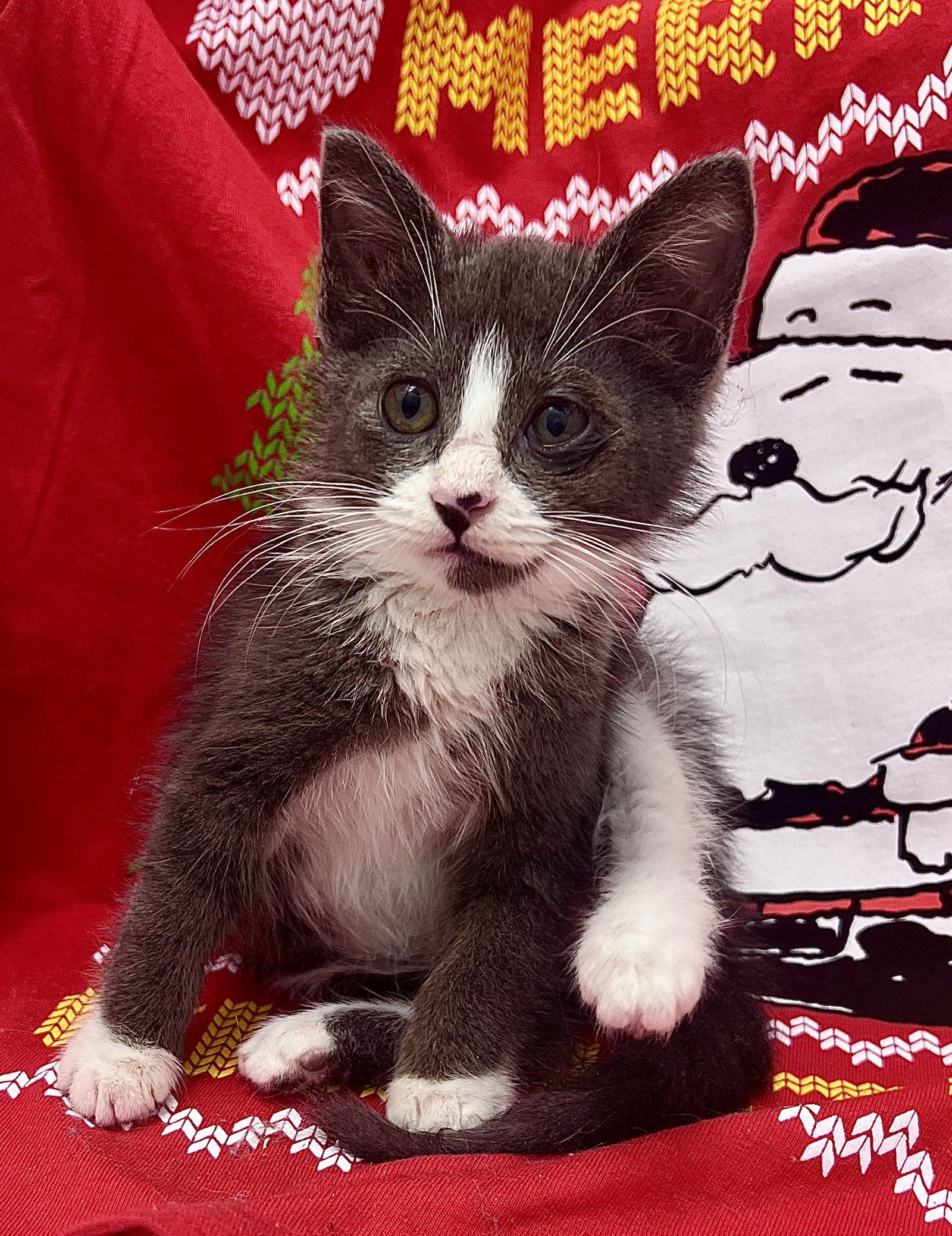 Bubblegum, a Adoptable Tuxedo in Orlando, FL image 3/3
