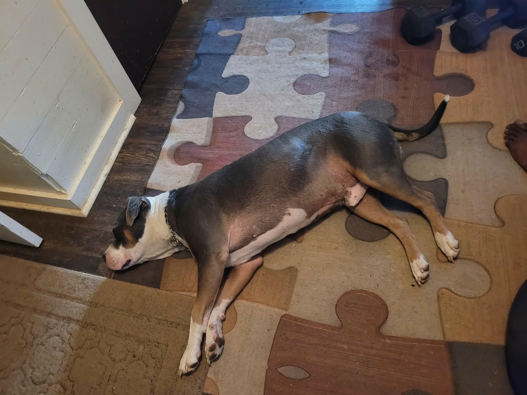 Enlarge Ares, a Adoptable mixed breed in Dyersburg, TN image 6/6