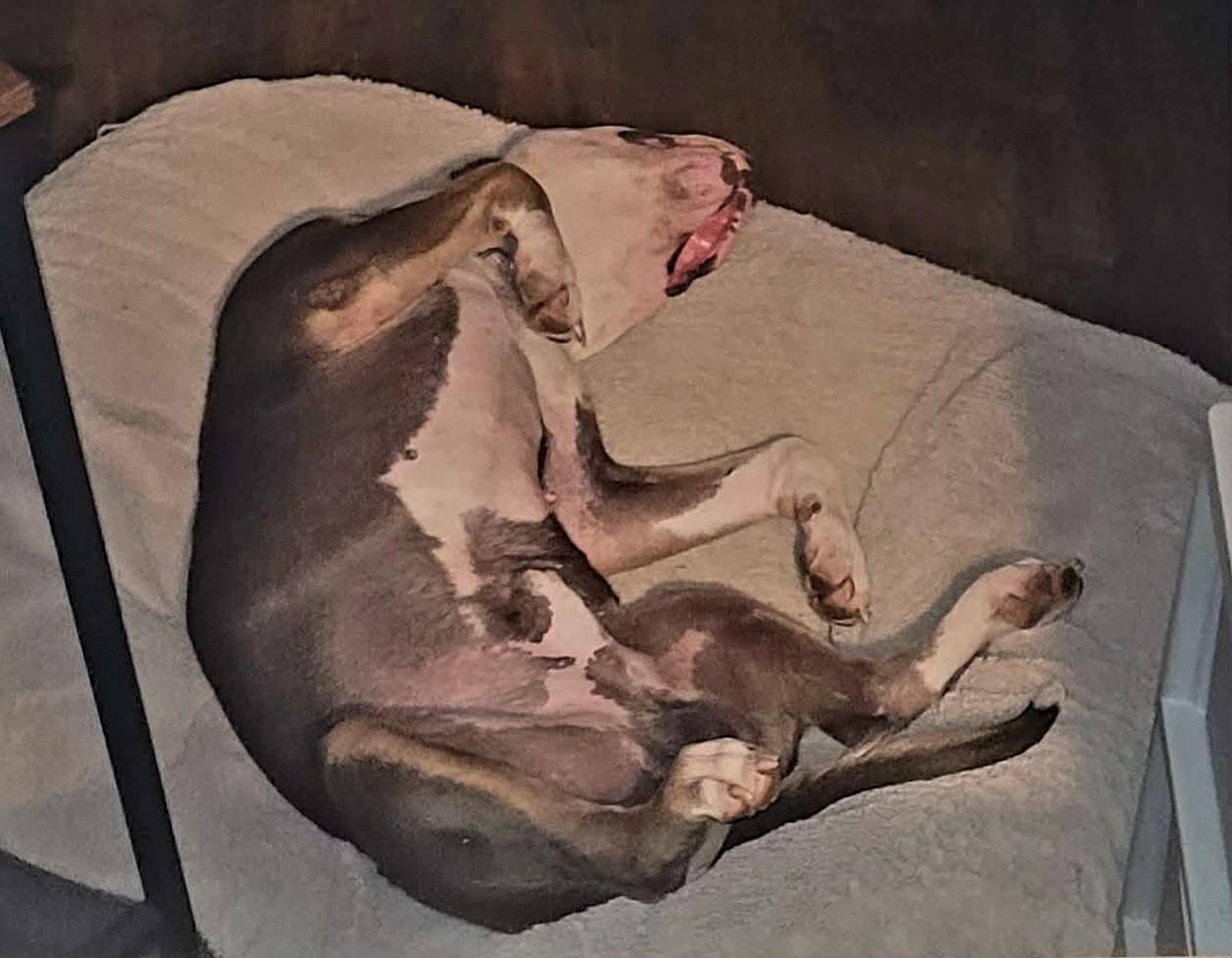 Enlarge Ares, a Adoptable mixed breed in Dyersburg, TN image 4/6