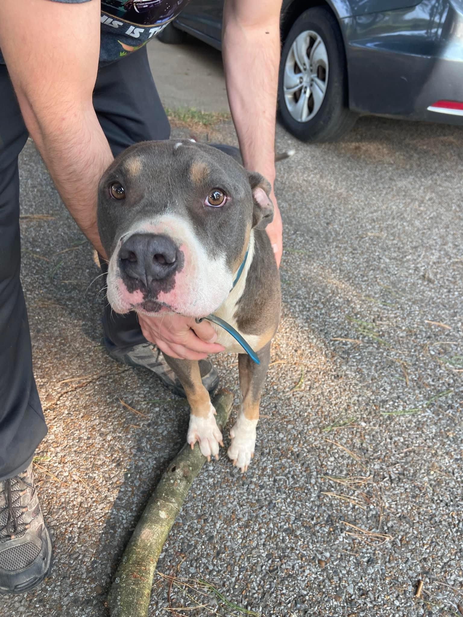 Ares, a Adoptable mixed breed in Dyersburg, TN image 2/6