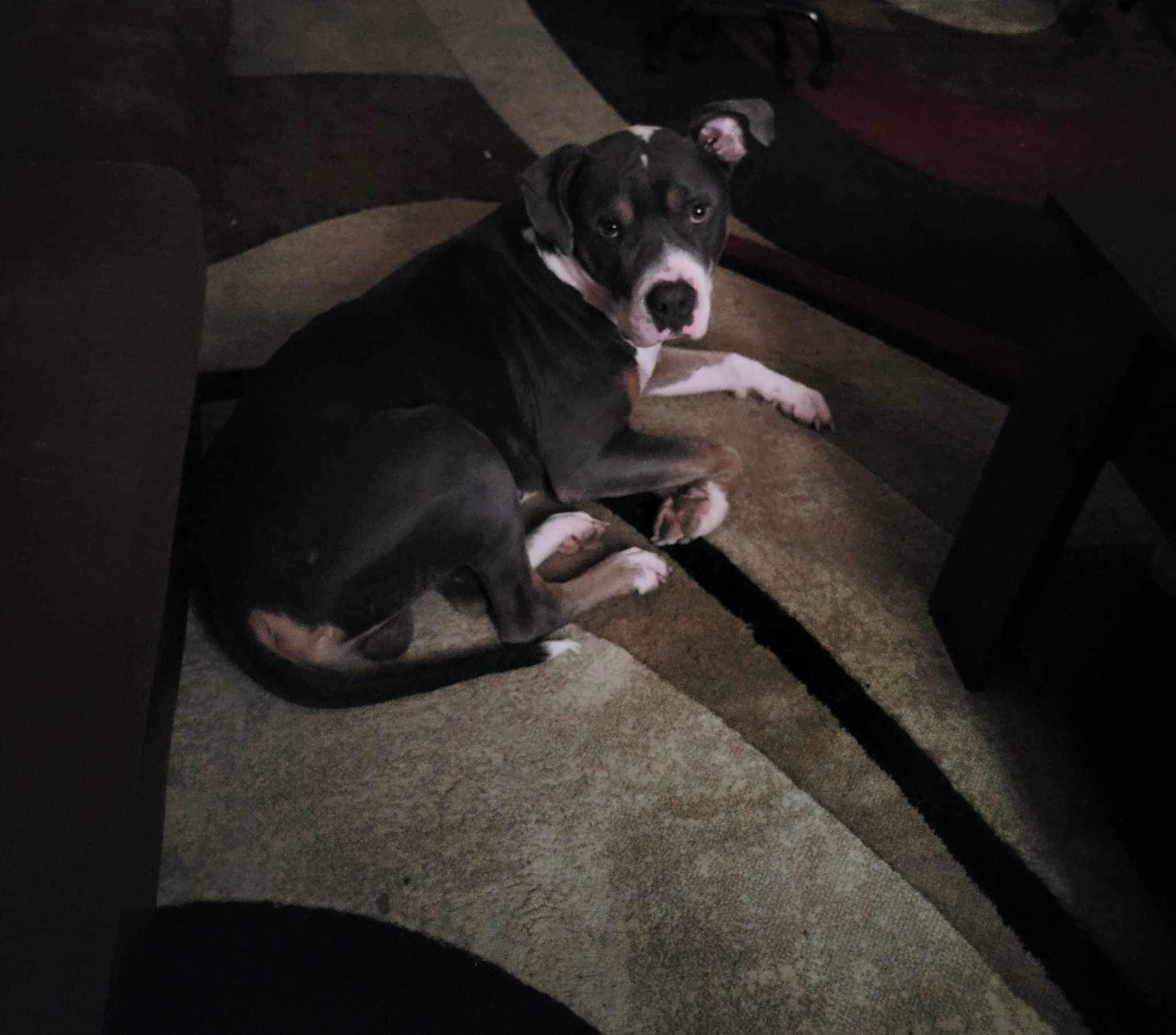 Ares, a Adoptable mixed breed in Dyersburg, TN image 4/6