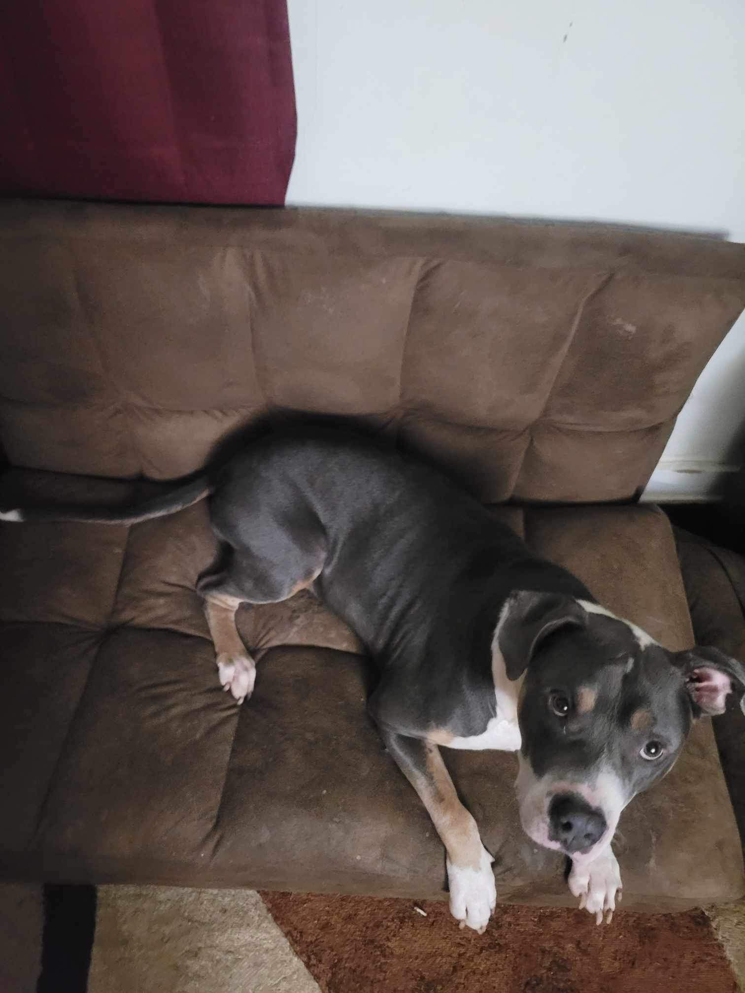 Ares, a Adoptable mixed breed in Dyersburg, TN image 5/6