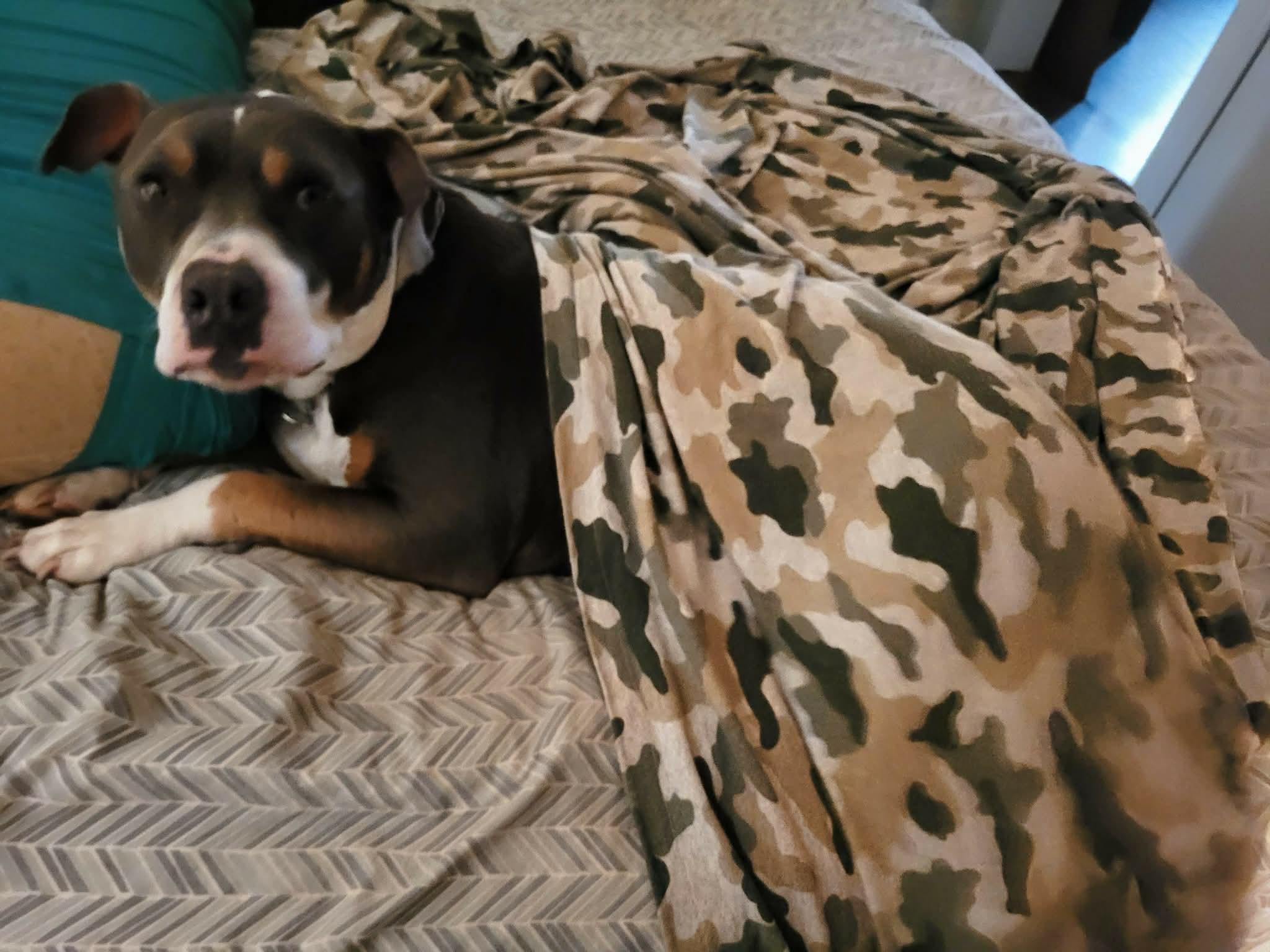 Enlarge Ares, a Adoptable mixed breed in Dyersburg, TN image 3/6