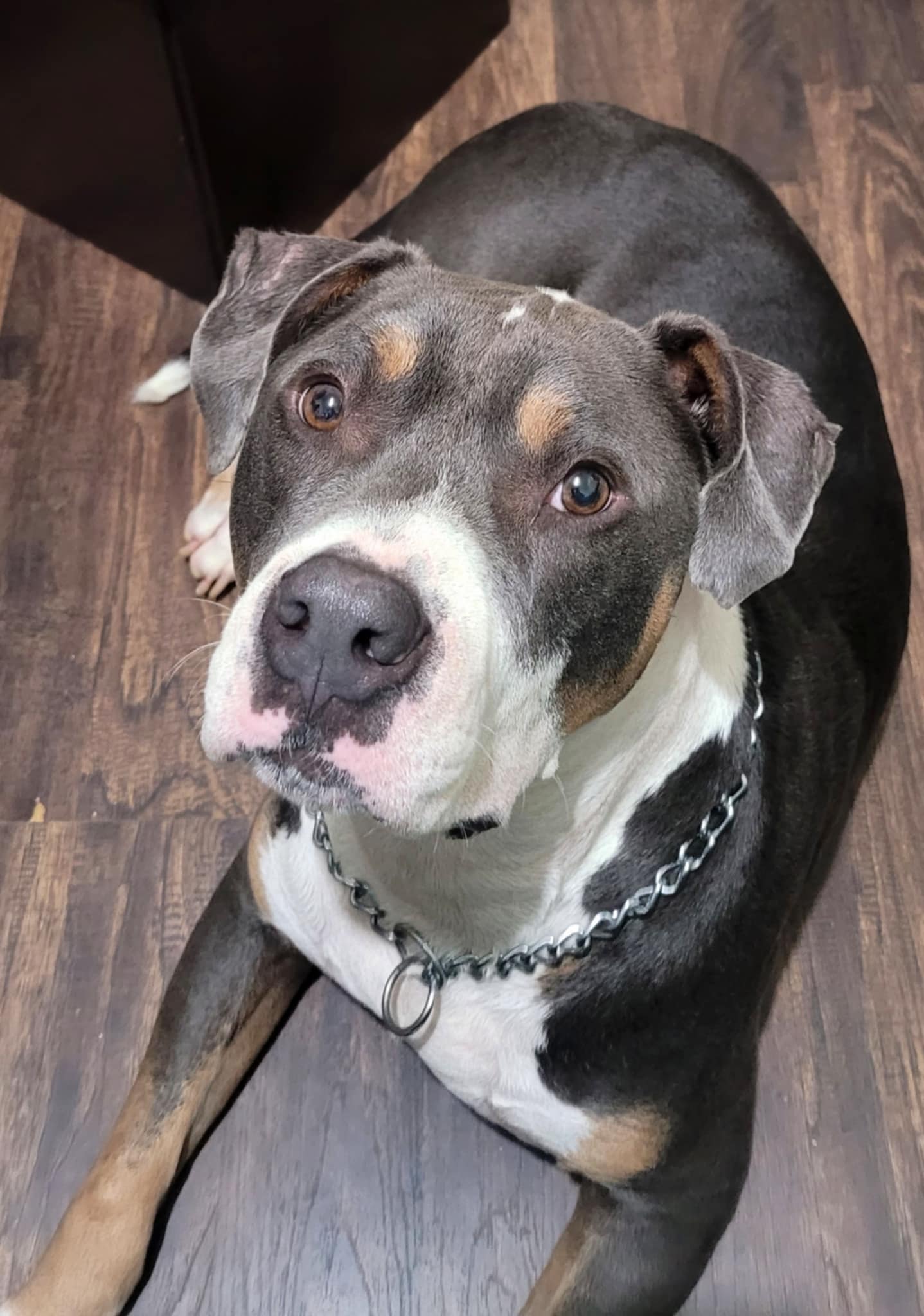 Ares, a Adoptable mixed breed in Dyersburg, TN image 6/6